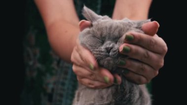 Girls hands are scratching the cute face of a gray cat close-up. The hostess strokes a gray kitten close-up. Fluffy thoroughbred pet relaxes and purrs. Little best friends. Happy pets at home.