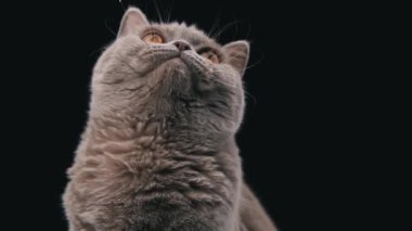 Interested muzzle of a Scottish cat close-up on a black background. Cat gray muzzle with large yellow eyes. The cat looks up.