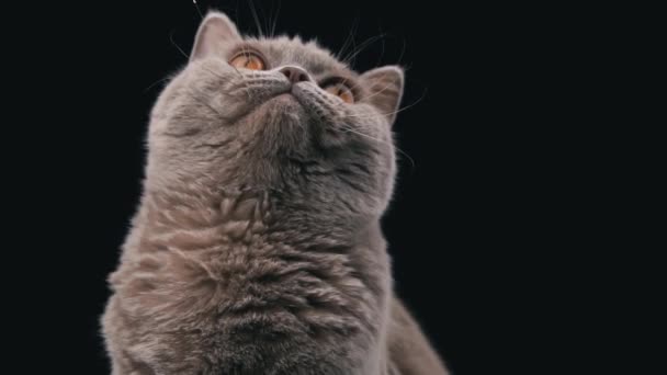 Interested Muzzle Scottish Cat Close Black Background Cat Gray Muzzle — Vídeo de Stock