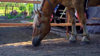 Horses eyes blink close-up, the horses muzzle copy space. The horse in the saddle is waiting. Horse hair flutters in the wind. Sunny day. Agriculture. Grazing horses without a shepherd.