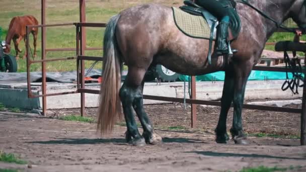 Horses Eyes Blink Close Horses Muzzle Copy Space Horse Saddle — 비디오