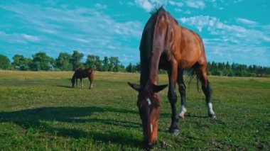Horses eyes blink close-up, the horses muzzle copy space. The horse in the saddle is waiting. Horse hair flutters in the wind. Sunny day. Agriculture. Grazing horses without a shepherd.