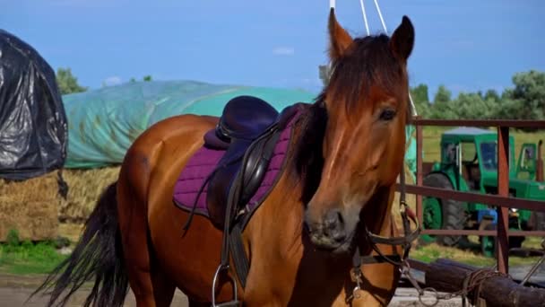 Horses Eyes Blink Close Horses Muzzle Copy Space Horse Saddle — Vídeos de Stock