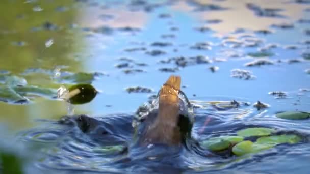 湖上的植物蓝色的湖 有植物 长满了水百合的大河 平静的小湖中的水 — 图库视频影像