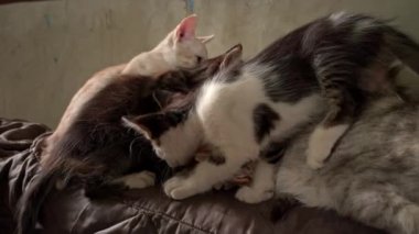 Homeless and sad mother cat feeds her adult kittens on the street. A wild homeless cat with a bunch of homeless kittens in a poor city. Hungry and beaten cat. Sad street pets.