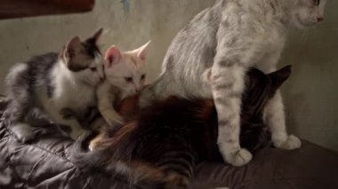 Homeless and sad mother cat feeds her adult kittens on the street. A wild homeless cat with a bunch of homeless kittens in a poor city. Hungry and beaten cat. Sad street pets.