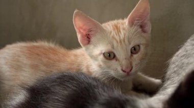Homeless hungry kitten sits alone on a bench. Wild homeless little cat in a poor city. Hungry and beaten kitten. Sad street pets. Abandoned kittens without a mother.