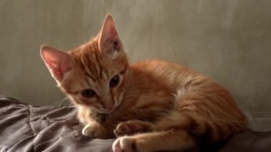 Homeless hungry kitten sits alone on a bench. Wild homeless little cat in a poor city. Hungry and beaten kitten. Sad street pets. Abandoned kittens without a mother.