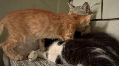 Homeless and sad mother cat feeds her adult kittens on the street. A wild homeless cat with a bunch of homeless kittens in a poor city. Hungry and beaten cat. Sad street pets.