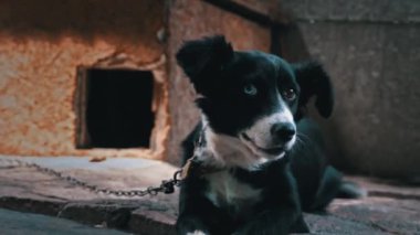 Masanın yanındaki zincirde farklı gözleri olan siyah ve beyaz köpek dinleniyor. Zincire vurulmuş bir köpek kulübesinde ve yemek kaselerinin yanında yaşam koşullarında metal bir zincire bağlı. Doğal taşra manzarası.