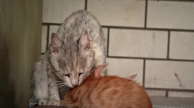 Homeless and sad mother cat feeds her adult kittens on the street. A wild homeless cat with a bunch of homeless kittens in a poor city. Hungry and beaten cat. Sad street pets.