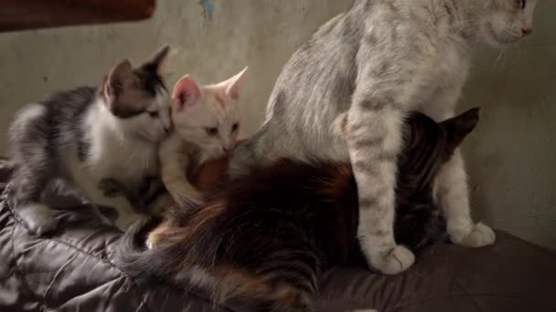 Homeless Sad Mother Cat Feeds Her Adult Kittens Street Wild — Wideo stockowe