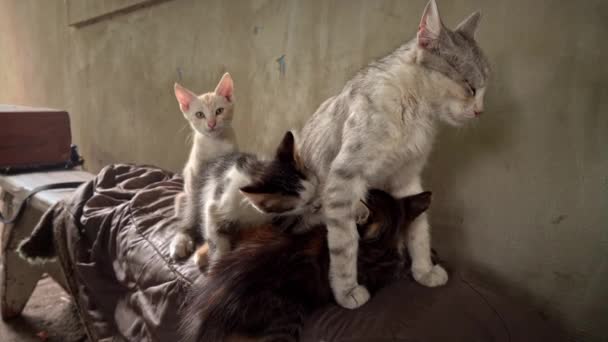 Бездомная Грустная Мать Кошка Кормит Своих Взрослых Котят Улице Дикий — стоковое видео