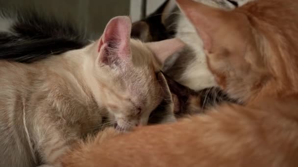 Homeless Sad Mother Cat Feeds Her Adult Kittens Street Wild — Wideo stockowe