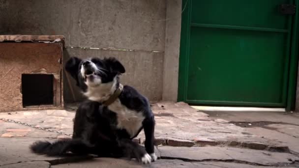 ブースの近くのチェーン上の異なる目を持つ黒と白の犬はかゆいです ノミのいる犬 犬の金属チェーンには 国内の条件で彼のブースや食品のボウルの横に鎖 自然の田園風景 — ストック動画