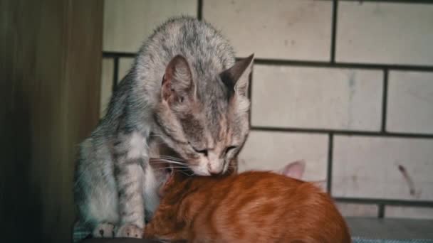 Homeless Sad Mother Cat Feeds Her Adult Kittens Street Wild — ストック動画