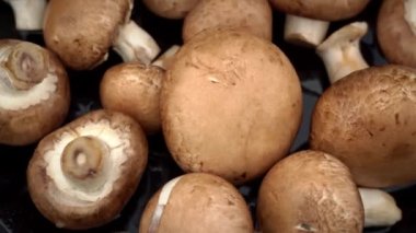 Kahverengi mantarlar siyah arka planda dönüyorlar. Kahverengi çiğ mantarların üzerine yağmur damlası düşer. Mantar toplayıcıları yağmurda mantar toplarlar. Nemli hava.