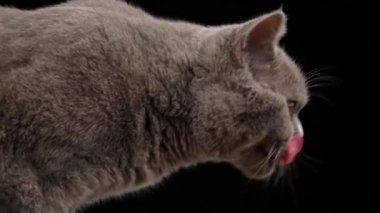 Gri kedi yakın plan siyah arka planı yalıyor. Yakından İskoç bir kedinin ağzıyla ilgilenir. Kedi grisi ağızlık ve büyük sarı gözler. Kedi yukarı bakar..
