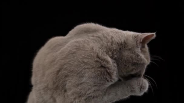 Gris Chat Gros Plan Lèche Sur Fond Noir Museau Intéressant — Video