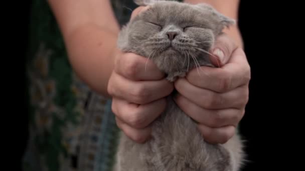Girls Hands Scratching Cute Face Gray Cat Close Hostess Strokes — Stock video