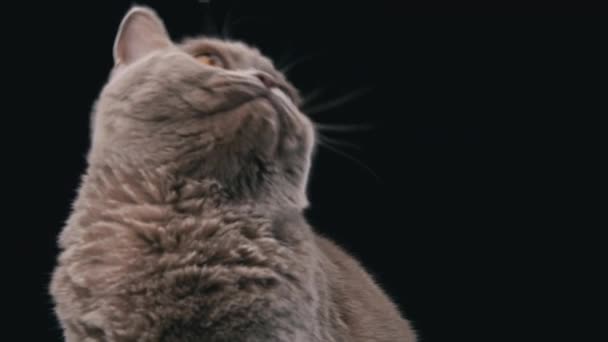 Interested Muzzle Scottish Cat Close Black Background Cat Gray Muzzle — Stock Video