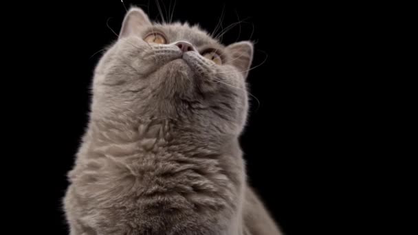 Interested Muzzle Scottish Cat Close Black Background Cat Gray Muzzle — Video Stock