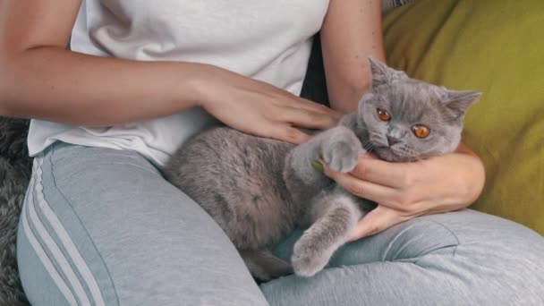 Girls Hands Scratching Cute Face Gray Cat Close Hostess Strokes — Vídeos de Stock
