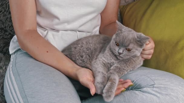 Girls Hands Scratching Cute Face Gray Cat Close Hostess Strokes — Stock Video