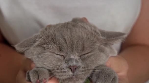 Girls Hands Scratching Cute Face Gray Cat Close Hostess Strokes — Stockvideo