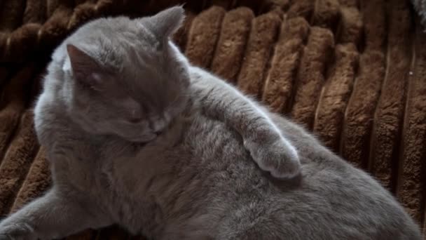 Gray Cat Close Licks Black Background Interested Muzzle Scottish Cat — Stock Video