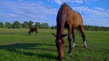 Horses eyes blink close-up, the horses muzzle copy space. The horse in the saddle is waiting. Horse hair flutters in the wind. Sunny day. Agriculture. Grazing horses without a shepherd.
