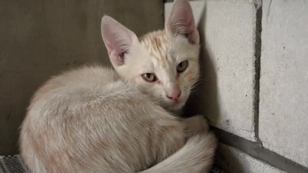 Homeless Hungry Kitten Sits Alone Bench Wild Homeless Little Cat — Video Stock