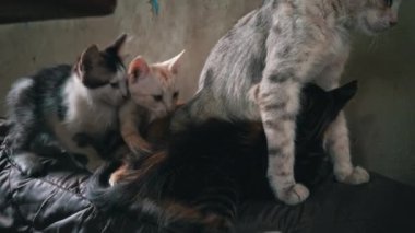 Homeless and sad mother cat feeds her adult kittens on the street. A wild homeless cat with a bunch of homeless kittens in a poor city. Hungry and beaten cat. Sad street pets.