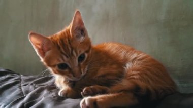 Homeless hungry kitten sits alone on a bench. Wild homeless little cat in a poor city. Hungry and beaten kitten. Sad street pets. Abandoned kittens without a mother.