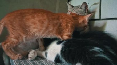 Homeless and sad mother cat feeds her adult kittens on the street. A wild homeless cat with a bunch of homeless kittens in a poor city. Hungry and beaten cat. Sad street pets.