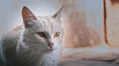 Evsiz, aç ve üzgün kedi kaldırımda tek başına oturuyor. Fakir bir şehirde küçük vahşi bir kedi. Aç ve dövülmüş kedi. Üzgün sokak hayvanları.