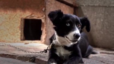 Masanın yanındaki zincirde farklı gözleri olan siyah ve beyaz köpek dinleniyor. Zincire vurulmuş bir köpek kulübesinde ve yemek kaselerinin yanında yaşam koşullarında metal bir zincire bağlı. Doğal taşra manzarası.
