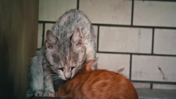 Homeless Sad Mother Cat Feeds Her Adult Kittens Street Wild — ストック動画