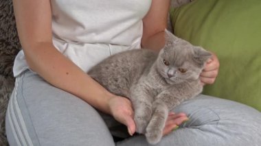 Girls hands are scratching the cute face of a gray cat close-up. The hostess strokes a gray kitten close-up. Fluffy thoroughbred pet relaxes and purrs. Little best friends. Happy pets at home.