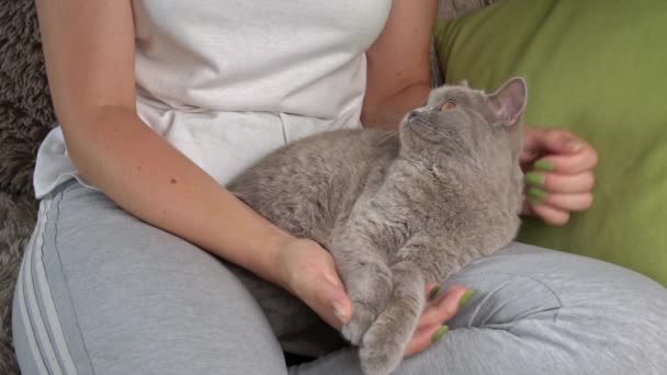 Girls Hands Scratching Cute Face Gray Cat Close Hostess Strokes — Wideo stockowe