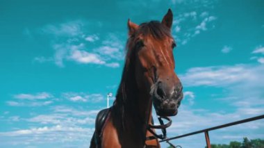 Horses eyes blink close-up, the horses muzzle copy space. The horse in the saddle is waiting. Horse hair flutters in the wind. Sunny day. Agriculture. Grazing horses without a shepherd.