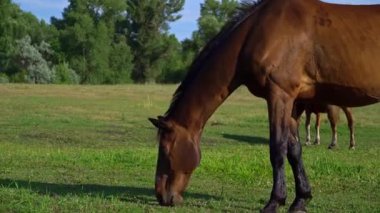 Horses eyes blink close-up, the horses muzzle copy space. The horse in the saddle is waiting. Horse hair flutters in the wind. Sunny day. Agriculture. Grazing horses without a shepherd.