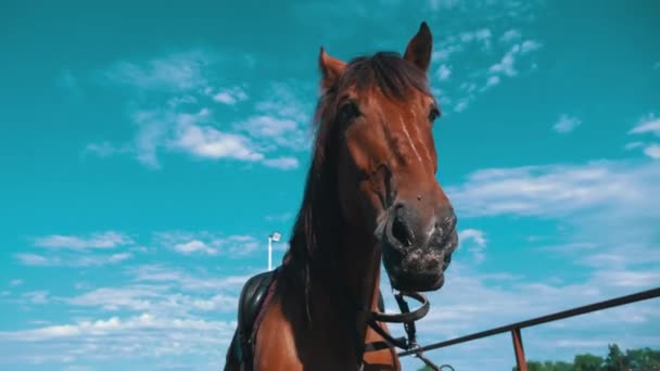 Horses Eyes Blink Close Horses Muzzle Copy Space Horse Saddle — Stock Video