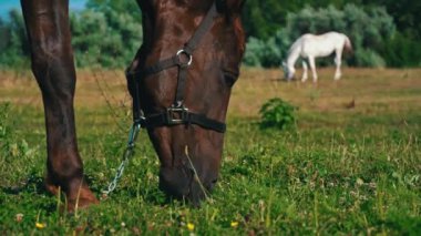 Horses eyes blink close-up, the horses muzzle copy space. The horse in the saddle is waiting. Horse hair flutters in the wind. Sunny day. Agriculture. Grazing horses without a shepherd.