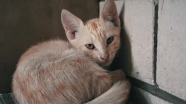 Homeless hungry kitten sits alone on a bench. Wild homeless little cat in a poor city. Hungry and beaten kitten. Sad street pets. Abandoned kittens without a mother.