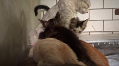 Homeless and sad mother cat feeds her adult kittens on the street. A wild homeless cat with a bunch of homeless kittens in a poor city. Hungry and beaten cat. Sad street pets.