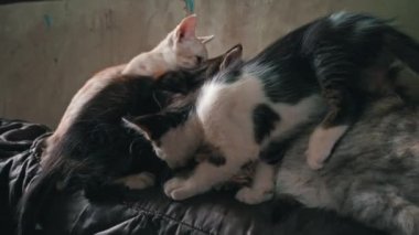 Homeless and sad mother cat feeds her adult kittens on the street. A wild homeless cat with a bunch of homeless kittens in a poor city. Hungry and beaten cat. Sad street pets.