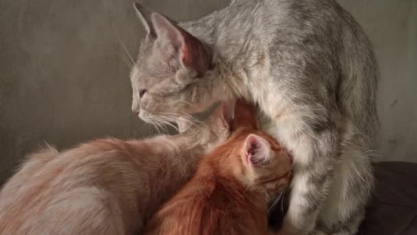 Homeless Sad Mother Cat Feeds Her Adult Kittens Street Wild — Stok Video