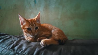 Homeless hungry kitten sits alone on a bench. Wild homeless little cat in a poor city. Hungry and beaten kitten. Sad street pets. Abandoned kittens without a mother.