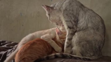 Homeless and sad mother cat feeds her adult kittens on the street. A wild homeless cat with a bunch of homeless kittens in a poor city. Hungry and beaten cat. Sad street pets.